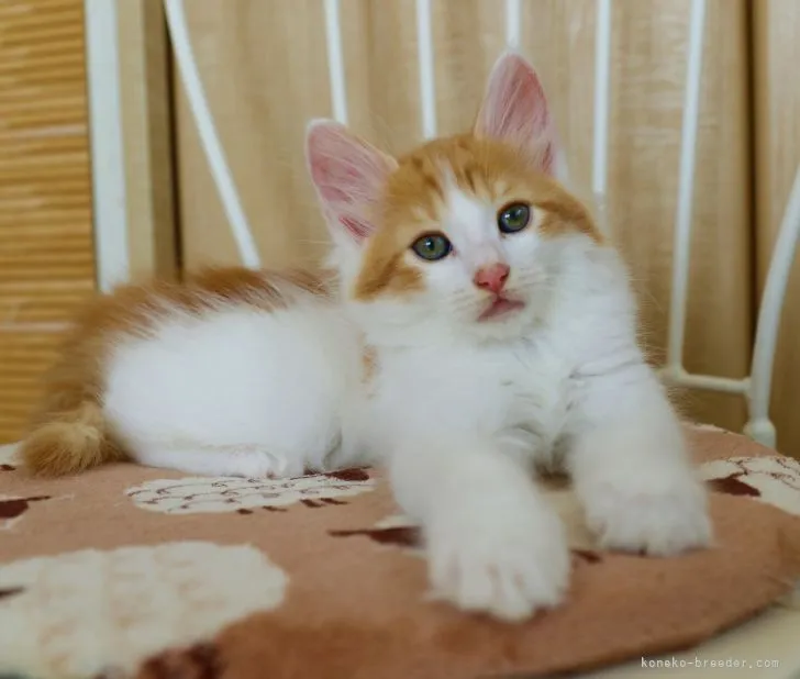 K.W 様のお迎えした子猫