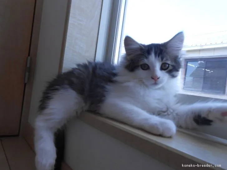 ID：1706-00156の子猫