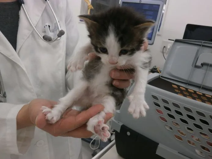 mn 様のお迎えした子猫