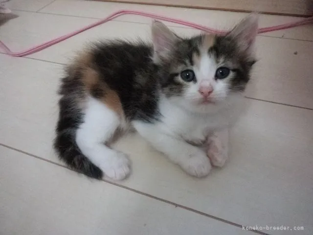 ID:2106-02371の子猫