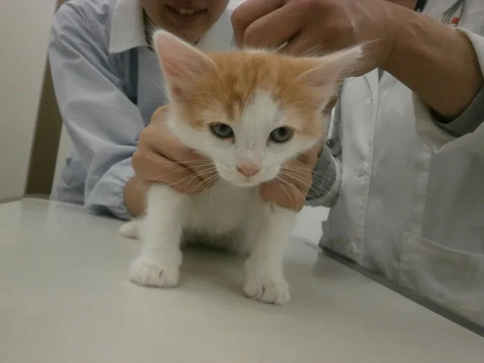 ID：1410-00277の子猫