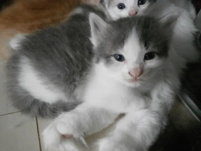ID：1410-00278の子猫
