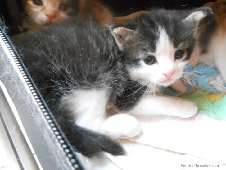 ID：1908-00271の子猫