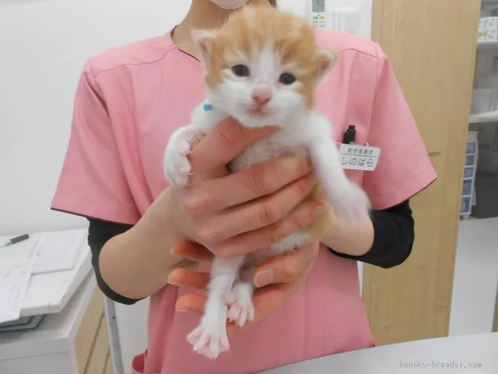 M.K 様のお迎えした子猫