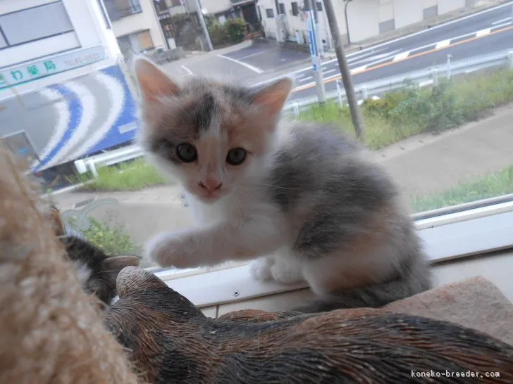 チャッピー 様のお迎えした子猫