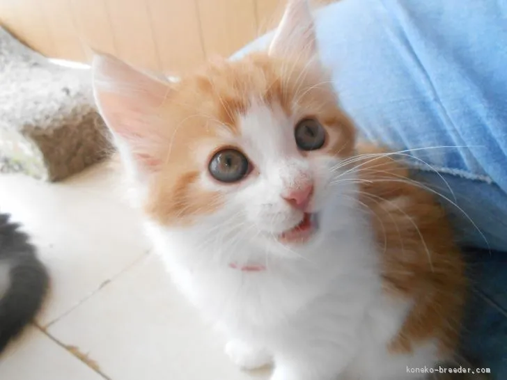 ID:1908-00278の子猫