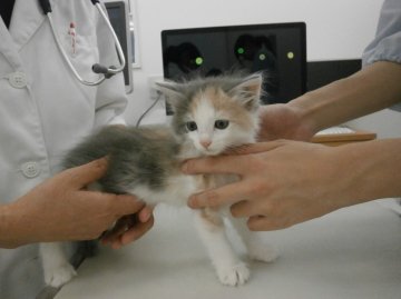 ノルウェージャンフォレストキャット【千葉県・女の子・2014年5月24日・ダイリュートキャリコ】の写真「なかなか出ない希少なブルーの三毛ちゃんです」