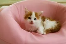 ノルウェージャンフォレストキャット【千葉県・女の子・2022年4月1日・レッドクラシックタビー&ホワイト】の写真1「５月１４日撮影とてもきれいで優しい子ですよ」