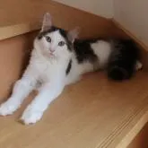 ノルウェージャンフォレストキャット【千葉県・男の子・2021年11月3日・ブラウンタビー&ホワイト】の写真1「6月2日撮影　おけさ被りのかわいい子です」