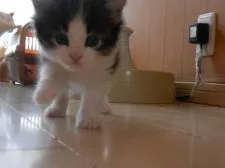 ノルウェージャンフォレストキャット【千葉県・男の子・2019年3月13日・ブラウンタビー&ホワイト】の写真1「時間でカフェに遊びに出ました」