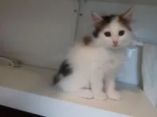 ノルウェージャンフォレストキャット【千葉県・女の子・2022年3月30日・キャリコ(三毛)】の写真1「５月２８日撮影　」