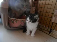 ノルウェージャンフォレストキャット【千葉県・男の子・2019年3月13日・ブラウンタビー&ホワイト】の写真2「大きなネコさんがお部屋に入っちゃったー僕困っちゃったよ」