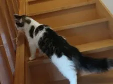 ノルウェージャンフォレストキャット【千葉県・男の子・2021年11月3日・ブラウンタビー&ホワイト】の写真2