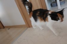 ノルウェージャンフォレストキャット【・女の子・2023年2月1日・キャリコ】