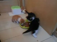 ノルウェージャンフォレストキャット【千葉県・男の子・2019年3月13日・ブラウンタビー&ホワイト】の写真4「みんなで離乳食　遊び食べ～」