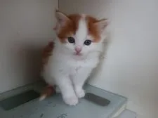 ノルウェージャンフォレストキャット【千葉県・女の子・2022年4月1日・レッドクラシックタビー&ホワイト】の写真5「体重測るの？」