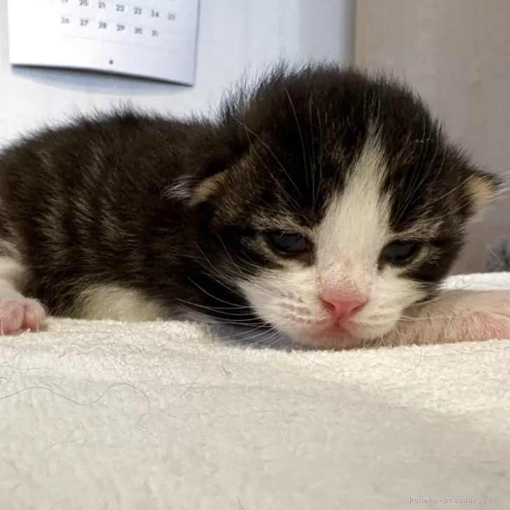 ノルウェージャンフォレストキャット【千葉県・男の子・2025年10月22日・ブラウンタビー&amp;ホワイト】の写真1「しっかりと目が開きました。」