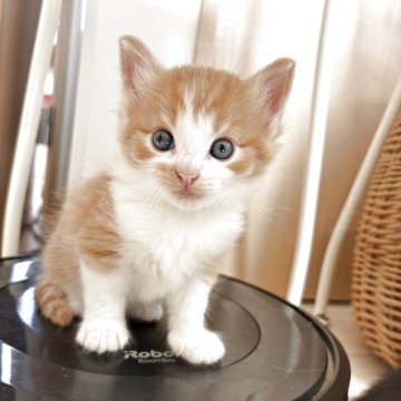 ノルウェージャンフォレストキャット【千葉県・男の子・2025年10月1日・レッドマッカレルタビー&ホワイト】の写真「マフラー持ちです」