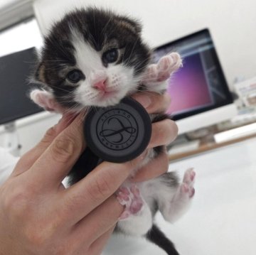 ノルウェージャンフォレストキャット【千葉県・男の子・2025年10月22日・ブラウンマッカレルタビー&ホワイト】の写真「まったりした子です」