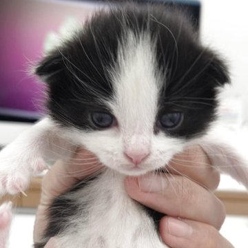 ノルウェージャンフォレストキャット【千葉県・女の子・2025年10月22日・ブラック&ホワイト】の写真「ぽやっとちゃん」