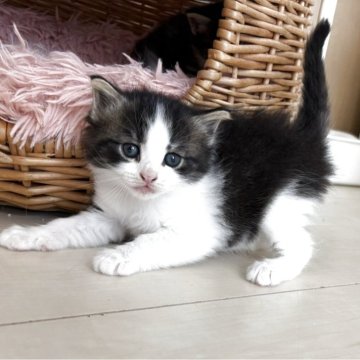 ノルウェージャンフォレストキャット【千葉県・女の子・2025年10月4日・ブラックアンドホワイト（ビンク）】の写真「ポヤンとした女の子」