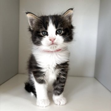 ノルウェージャンフォレストキャット【千葉県・男の子・2025年10月22日・ブラウンマッカレルタビー&ホワイト】の写真「まったりした子です」