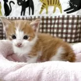 ノルウェージャンフォレストキャット