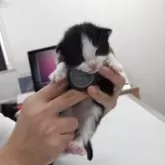 ノルウェージャンフォレストキャット