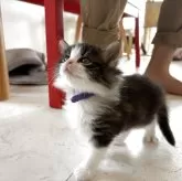 ノルウェージャンフォレストキャット