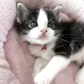 ノルウェージャンフォレストキャット