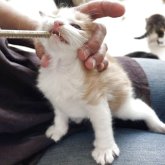 ノルウェージャンフォレストキャット