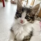 ノルウェージャンフォレストキャット