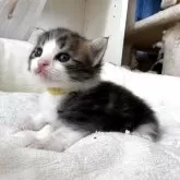 ノルウェージャンフォレストキャット