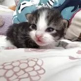 ノルウェージャンフォレストキャット