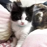 ノルウェージャンフォレストキャット