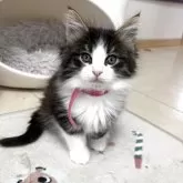 ノルウェージャンフォレストキャット