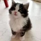 ノルウェージャンフォレストキャット