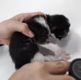 ノルウェージャンフォレストキャット【千葉県・男の子・2026年3月4日・ブラック&ホワイト】の写真3