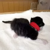 ノルウェージャンフォレストキャット【千葉県・男の子・2025年10月22日・ブラウンタビー&ホワイト】の写真3「きれいなまっかれるたびーです」