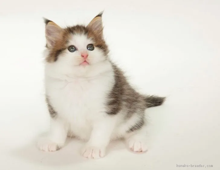 ID：1906-01148の子猫