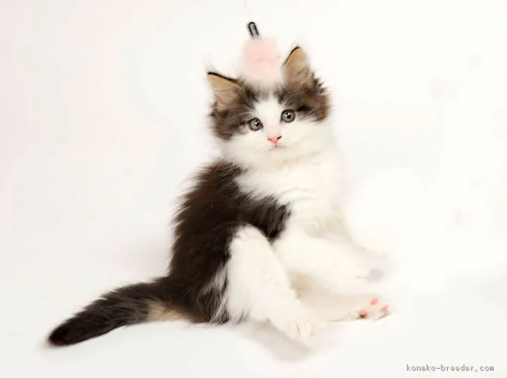 ID：1708-01032の子猫