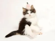 ノルウェージャンフォレストキャット【神奈川県・女の子・2017年7月4日・ブラウンクラシックタビー&ホワイト】の写真1