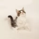 ノルウェージャンフォレストキャット【神奈川県・女の子・2024年9月24日・ブラウンタビー白】の写真2