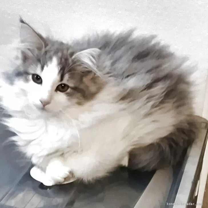 ID：2511-00916の子猫