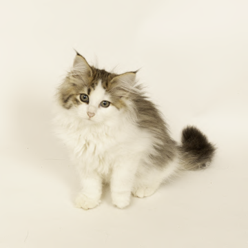 ノルウェージャンフォレストキャット【神奈川県・女の子・2025年7月30日・ブラウンタビー白(長毛)】の写真「きれいなハチ割れです。」