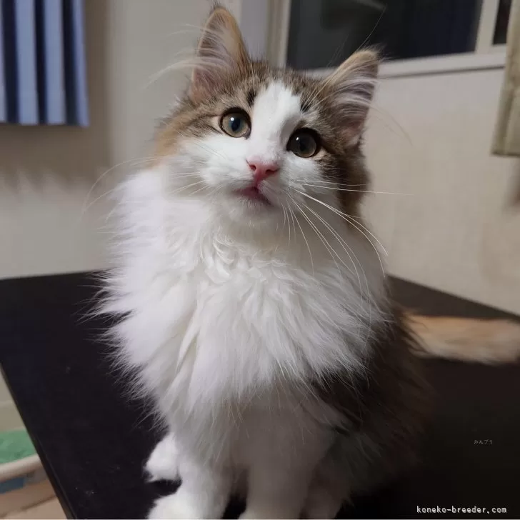 A.M 様のお迎えした子猫