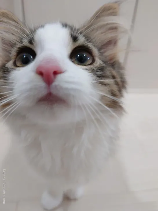 ID：2004-01008の子猫