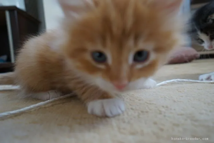 ID:1712-00081の子猫
