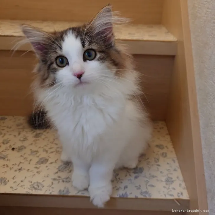 ID:2307-03133の子猫