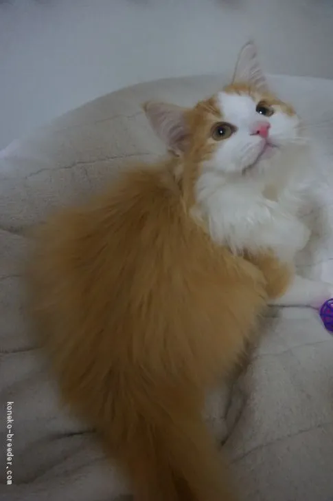 ID：1909-00337の子猫